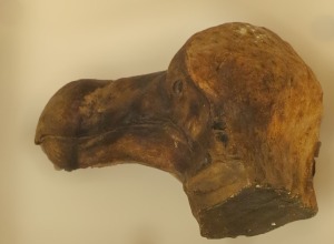 Cast of dodo head and skin 3